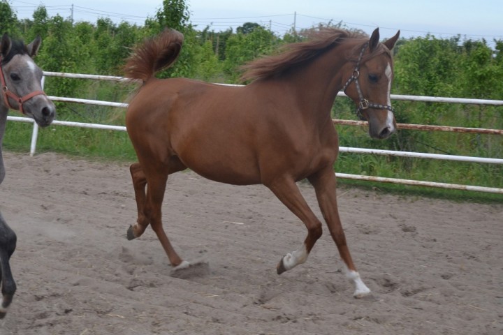 Noeye Kossack (NL) 2008