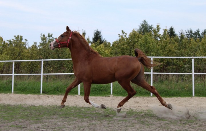 Cherry Berry (PL) 2017